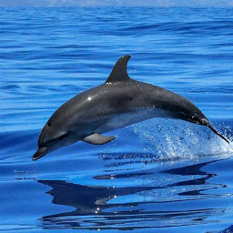 Icon image Dolphin wallpapers