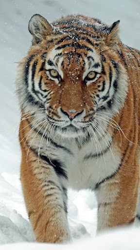 Android application siberian tiger wallpaper screenshort