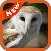 Barn Owl Wallpaper 3.0 Icon