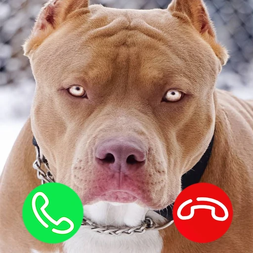 Pitbull Fake Video Call Game logo