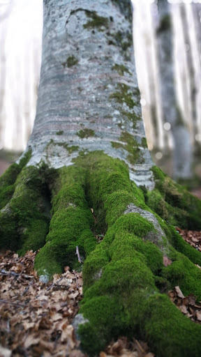 Moss Wallpaper Screen 3