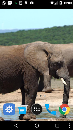 elephant video wallpaper Screen 2