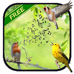Cover Image of ดาวน์โหลด Birds Singing Sounds  APK