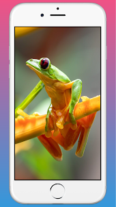 Frog HD Wallpaper