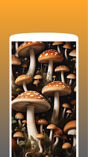 Mushroom Wallpaper 4K HD