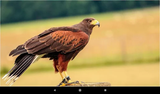 Beautiful Falcon Backgrounds