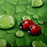 Ladybug Wallpaper Live HD icon