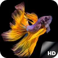 HD Betta Fish Wallpapers