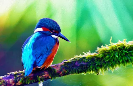 Kingfisher Bird Wallpapers