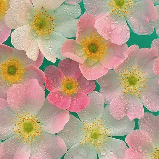 Spring Wallpaper Download on Windows