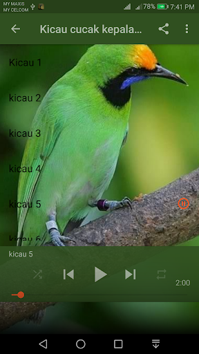 Hijau V6Cucak Kepala Emas