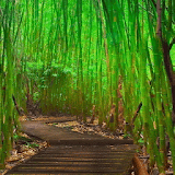 Bamboo Path Live Wallpaper icon