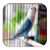 Popular Lovebird Chirping icon
