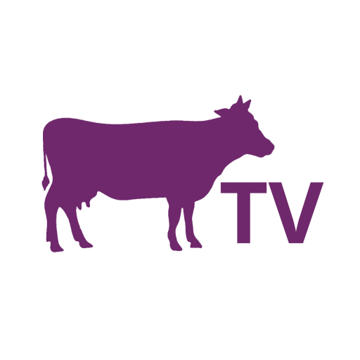 Purple Cow TV Download on Windows