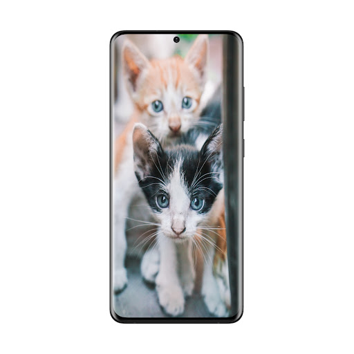 Android application Cute cats wallpaper screenshort