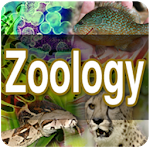 Zoology Apk