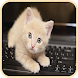 Bilder von Kätzchen - Androidアプリ