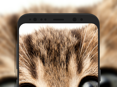 200以上 かわいい 猫 壁紙 iphone 251570-Iphone 壁紙 猫 かわいい
