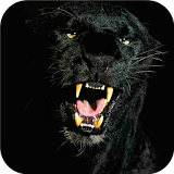 Black Panther Animal wallpaper icon