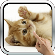 Playful Kitten Live Wallpaper