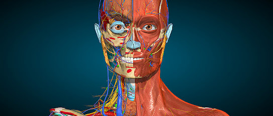 Anatomy Learning – 3D Anatomy Atlas v2.1.381 MOD APK (Full version Unlocked) Free Download