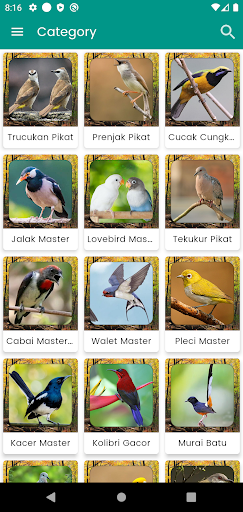 Suara Burung Kutilang Pikat Screen 2