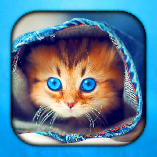 Kitty Live Wallpaper logo