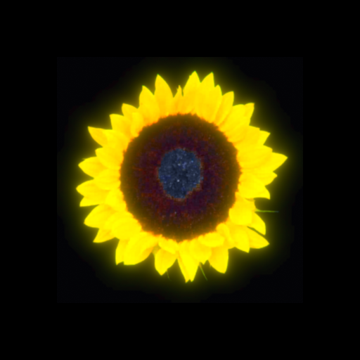Last Summer Iteration Logo