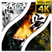 Tiger Wallpapers 4K UHD