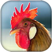 Rooster Sounds  Icon