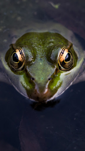 Android application cute frog wallpaper screenshort