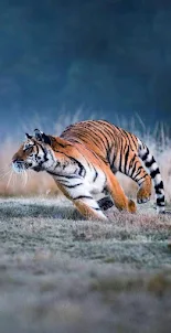 Tiger Video Wallpaper