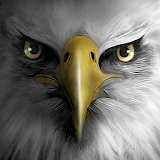 Eagle Play icon