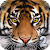 Ultimate Tiger Simulator 2