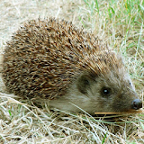 Hedgehog Wallpapers icon