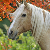Best Horse Wallpapers icon