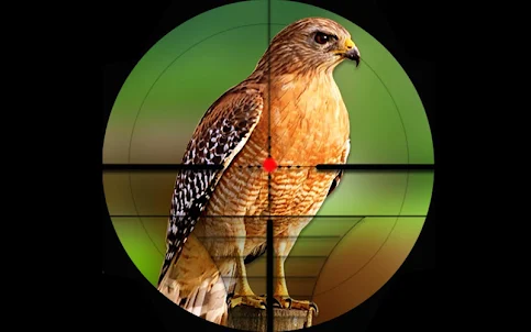 Birds Hunting Challenge Game