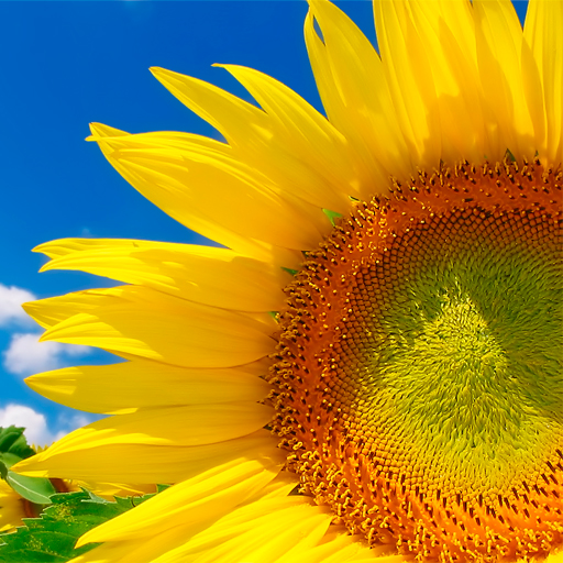 Summer Wallpapers logo