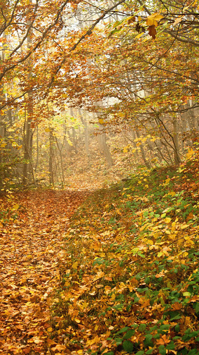 Android application fall season wallpaper screenshort