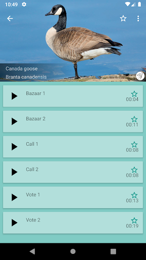 Progressive Goose Decoy Screen 2