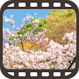 Sakura Movie in Japan icon