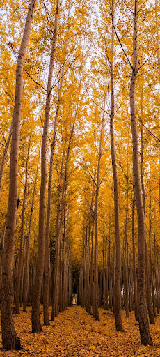 yellow wallpaper خلفيات صفراء Screen 3