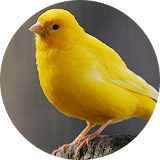 Canary Bird sounds icon