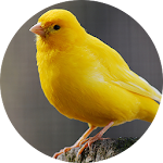 Canary Bird sounds Apk