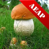 СРравочник грибов для грибника icon