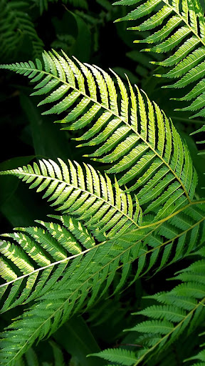 Android application green leaf wallpaper screenshort