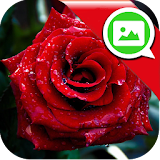 Roses Messenger Wallpaper icon