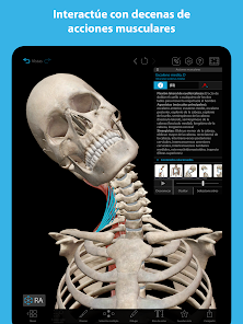 Screenshot 13 Músculos & Kinesiología android