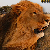 Angry Lion Wild Simulator icon