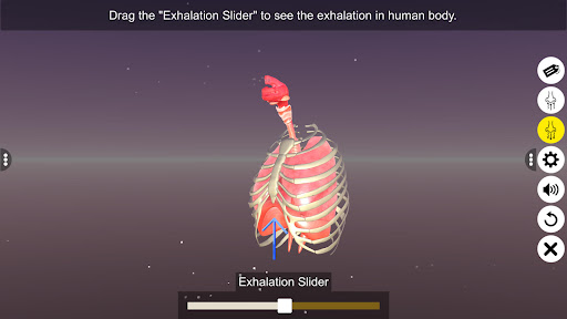 Human Respiratory System
